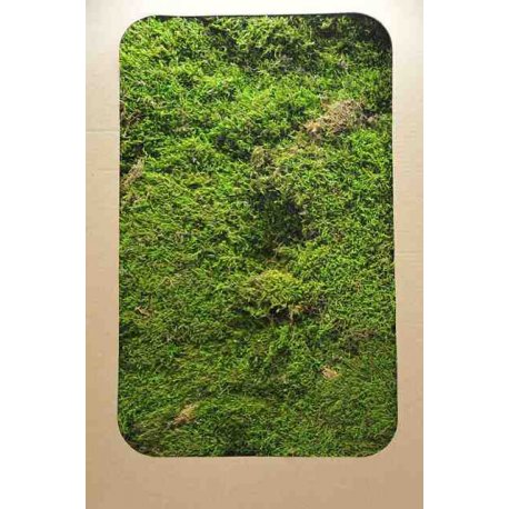 Dekoračný mach pláty 720g